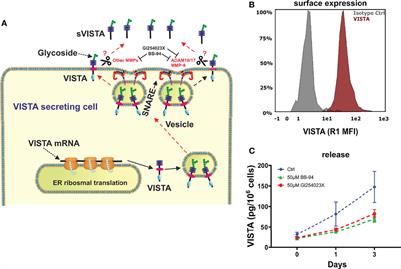 Macrophage Differentiation and Polarization Regulate the Release of the Immune Checkpoint Protein V-Domain Ig Suppressor of T Cell Activation